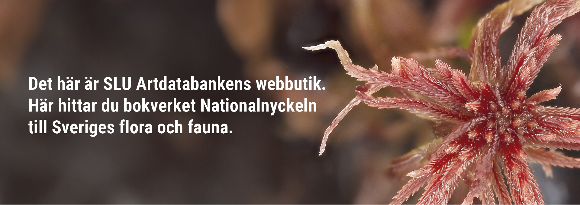 Bild på röd mossa bredvid texten Det här är SLU Artdatabankens webbutik. Här hittar du bokverket Nationalnyckeln till Sveriges flora och fauna