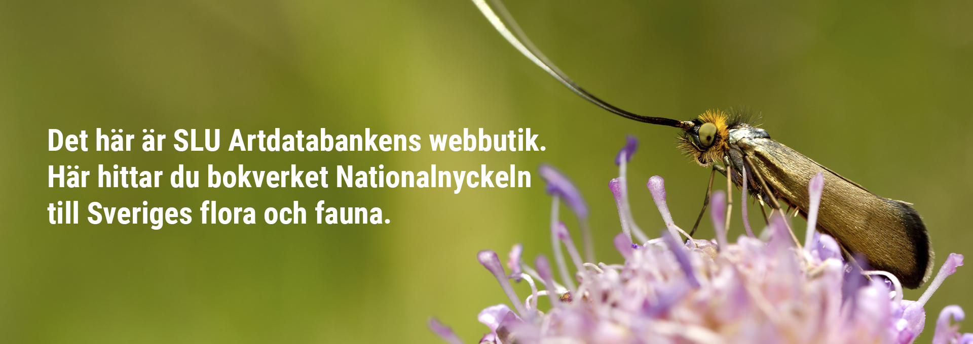 Insekt på rosa blomma med grön bakgrund och texten Det här är SLU Artdatabankens webbutik. Här hittar du bokverket Nationalnyckeln till Sveriges flora och fauna